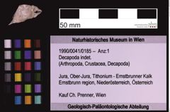Foto (Objekt + Etiketten) von Decapoda indet. (NHMW-GEO-1990-0041-0185)